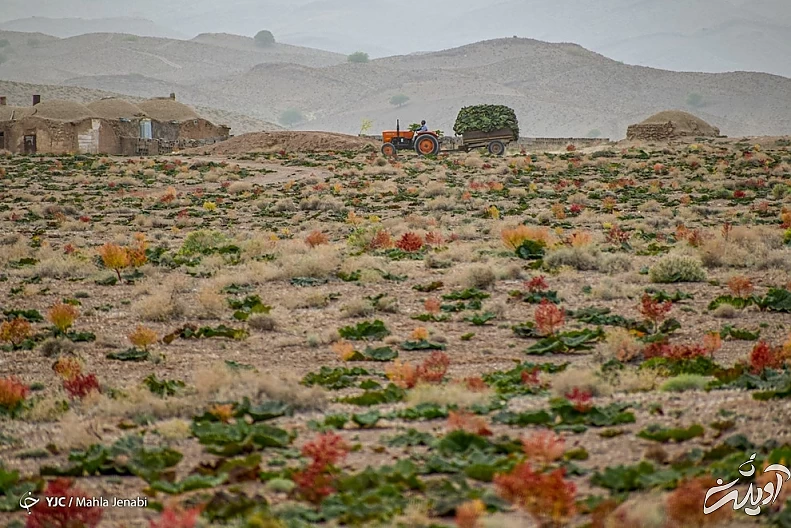 (تصاویر) دشت ریواس